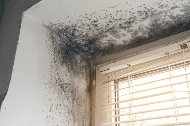 Affordable Black Mold Remediation solutions in Waverly, MN